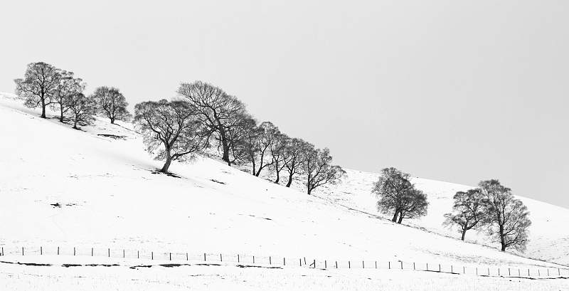 2 Treeline_David Pryke.jpg - Exhibition 2019